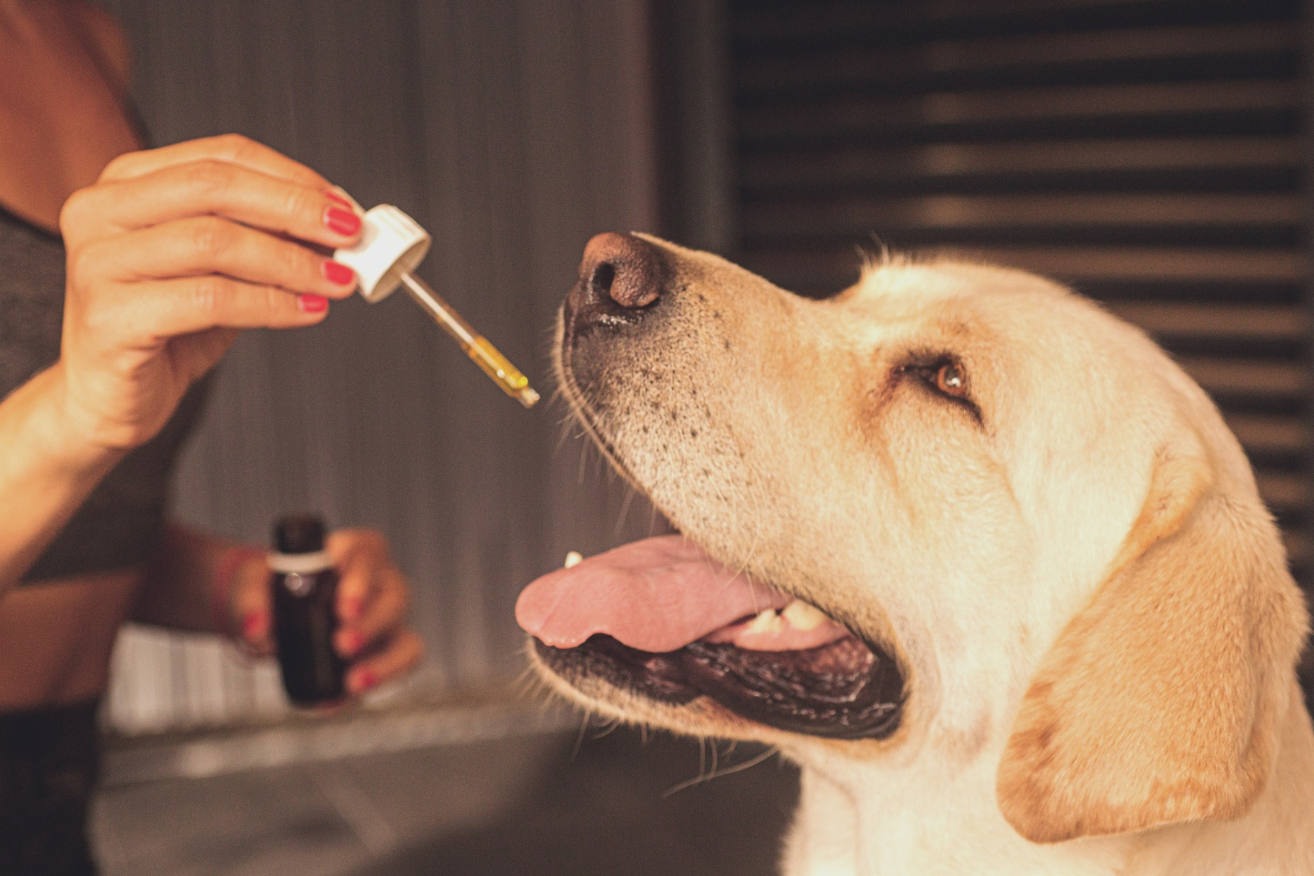 Huile de CBD pour Chien 5% BIO (Goût Poulet)