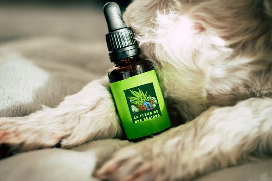 Qu'est-ce que c'est l'huile de CBD pour animaux ?