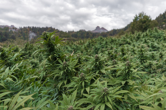 À la Recherche d'Agriculteurs Locaux pour Élever la Culture du CBD