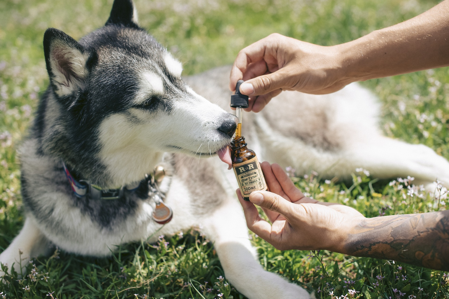 Huiles pour animaux