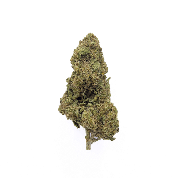 White Widow (Intérieur)