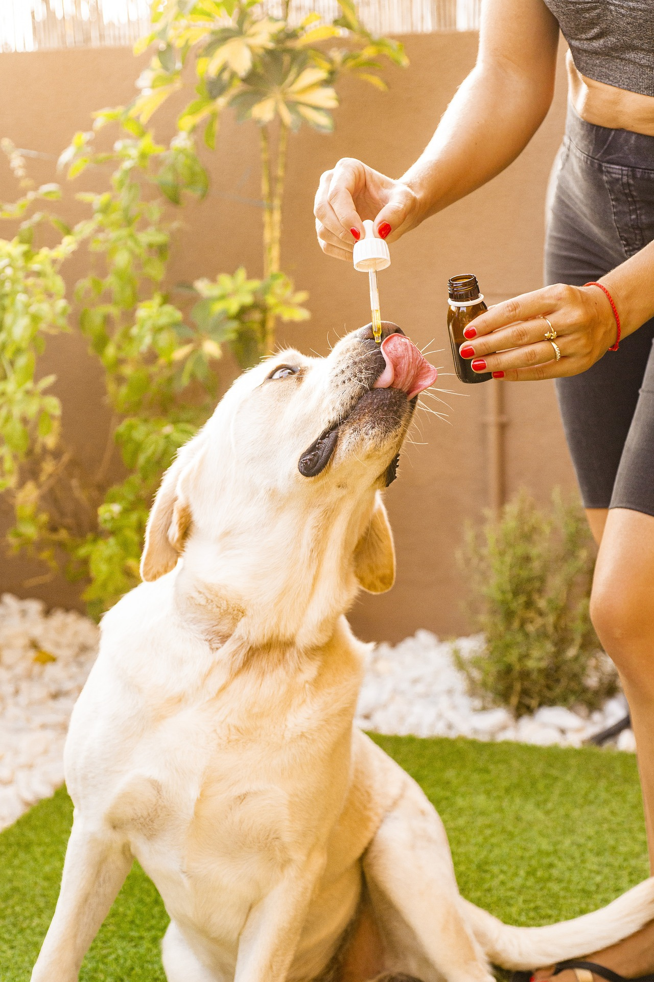 Huile de CBD pour Chien 10% BIO (Goût Poulet)