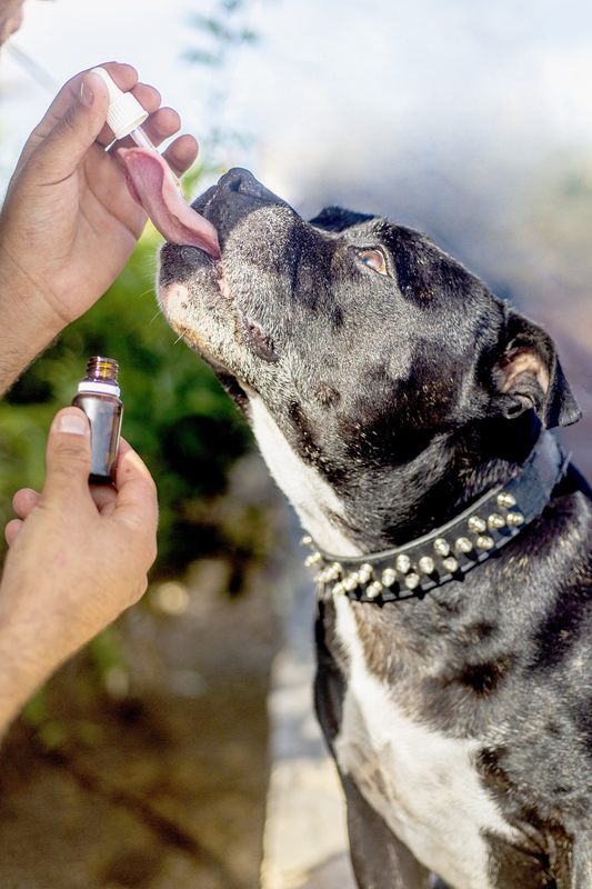 Huile de CBD pour Chien 5% BIO (Goût Poulet)