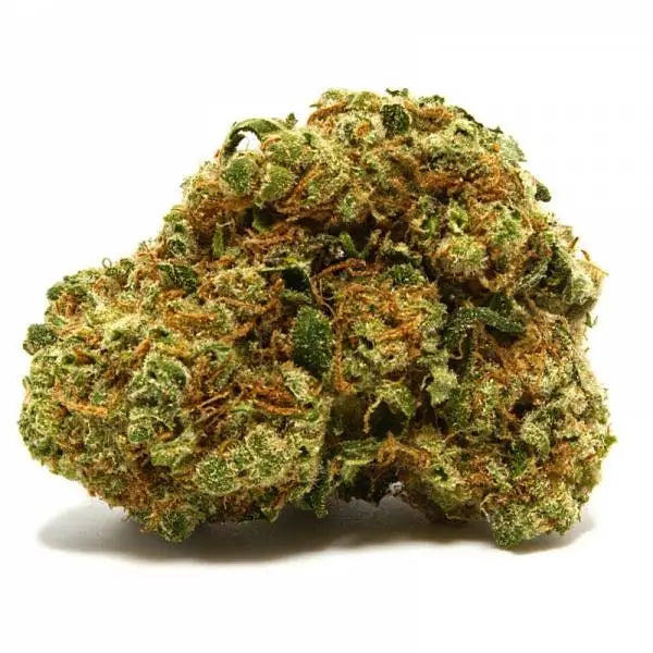 Jack Herer (Sous-serre)